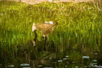 Geese on Highland Creek