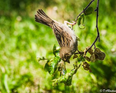 House Sparrow