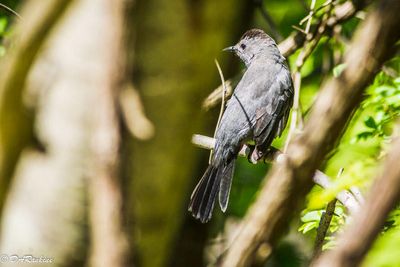 Grey Cat Bird