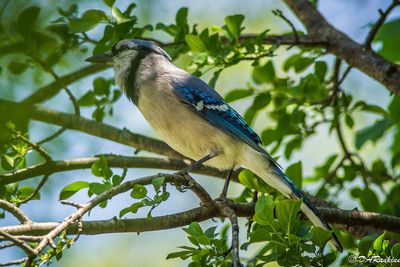 Blue Jay in the shade 