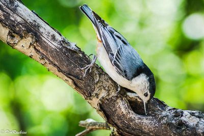 White-Breasedt Nuthatch