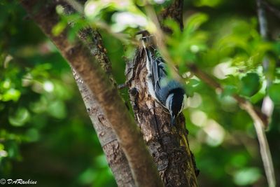 White-Breasedt Nuthatch