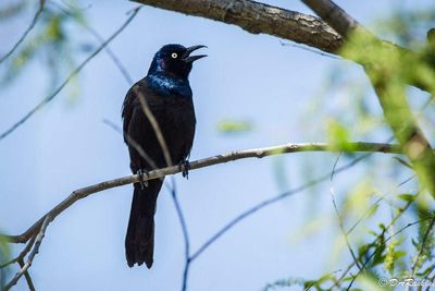 Common Grackle 