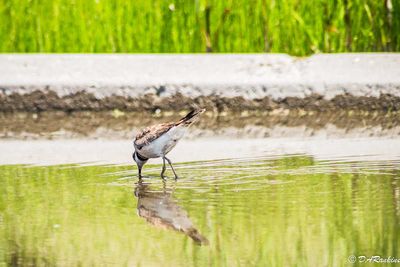Killdeer