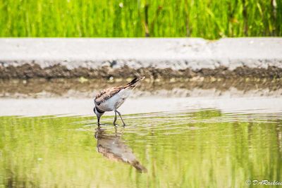 Plover