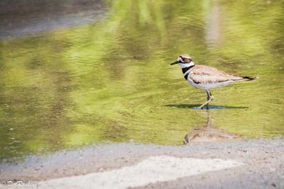 Killdeer
