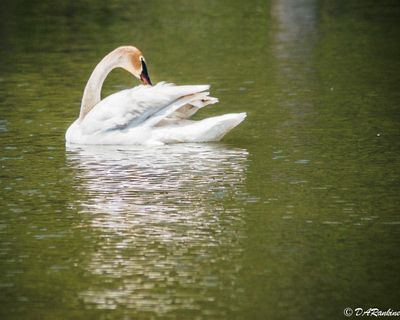 Swan on the Marsh I