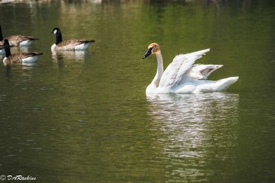 Swan on the Marsh II