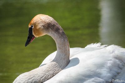 Swan on the Marsh III