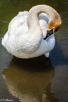 Swan on the Marsh IV