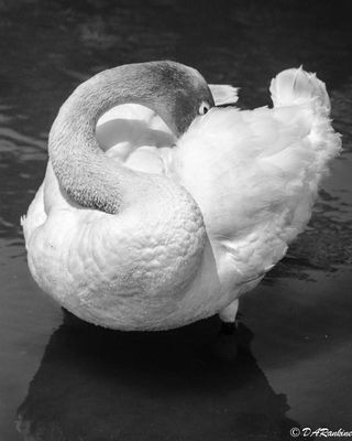 Swans in Black and White
