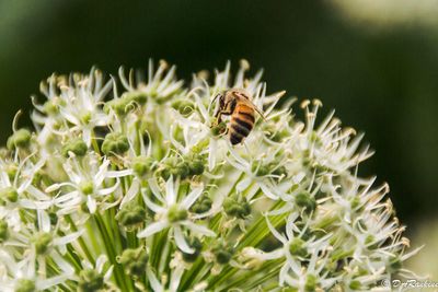 Bee and Wild Onion
