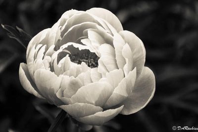 Peony
