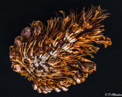 Squashed Pine Cone