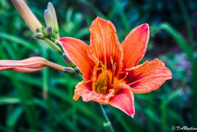 Daylily at Evening Time III