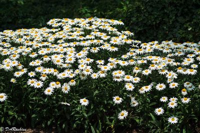 A Patch of Daisies