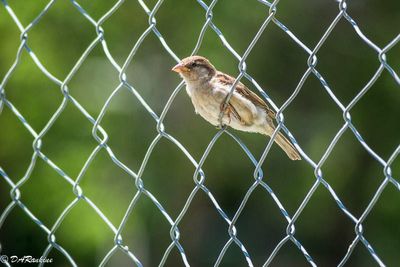 House Sparrow 