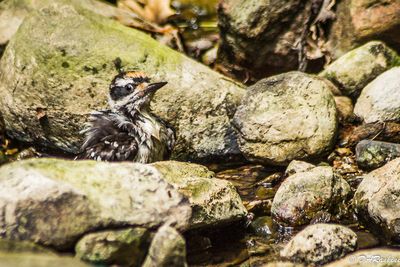 Downy Woodpecker having a bath