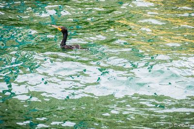 Cormorant in the Harbour 