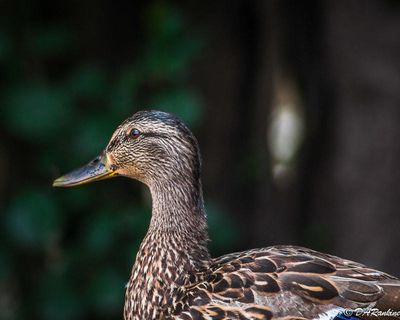 Portrait of a Duck