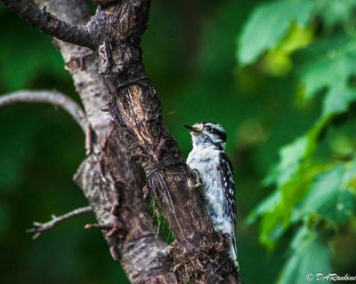 Downy Woodpecker