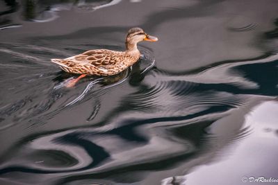 Mallard and Reflection of a Boat