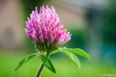 Red Clover