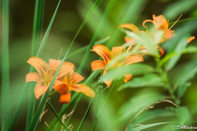 Daylilies By the Creek