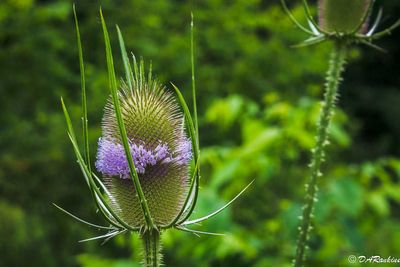 Wild Teasel