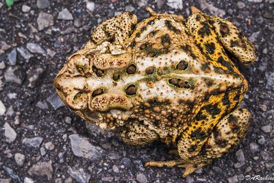 Portrait  of a Toad