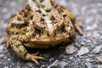 Portrait  of a Toad II
