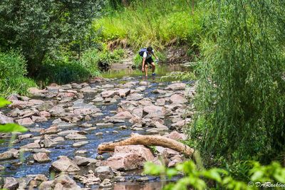 Wading in Wilket Creek