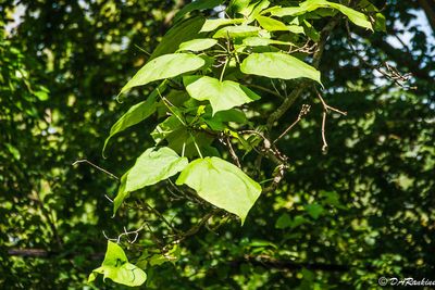 Catalpa Leave in Sunlight