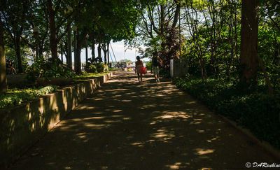 Dappled Path