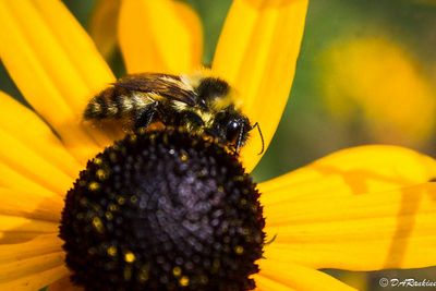 Bee on Black-eyed Susan