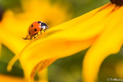 Beetle on Black-eyed Susan I