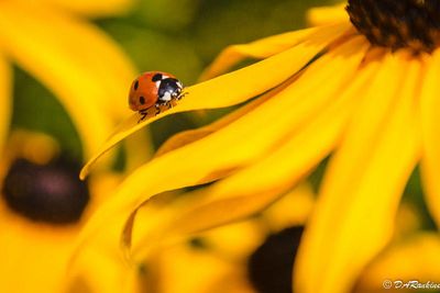 Beetle on Black-eyed Susan II