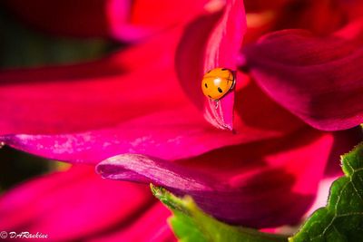 Beetle on Red