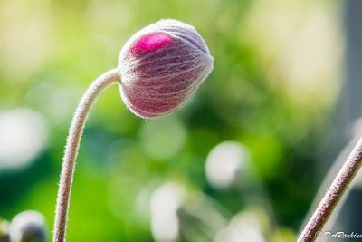 Grape-Leaf Anemone