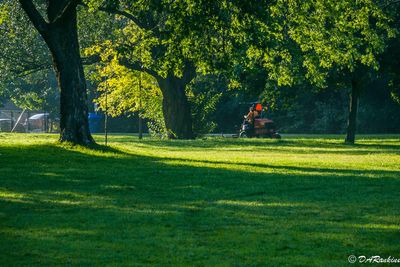 The morning's mowing