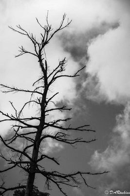 Dance With Clouds