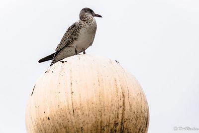 Lookout Lamp