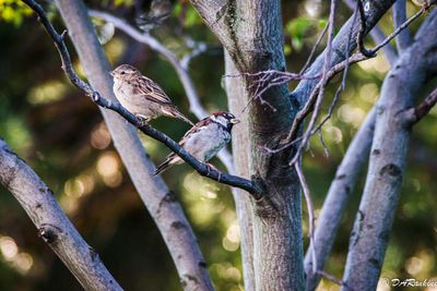 House Sparrows in My Neighbourhood