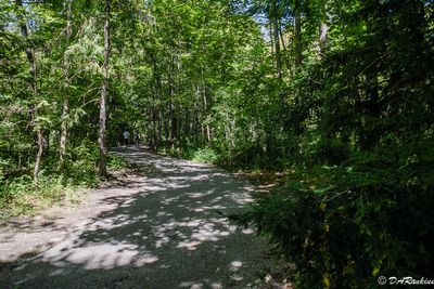 The Dappled Path