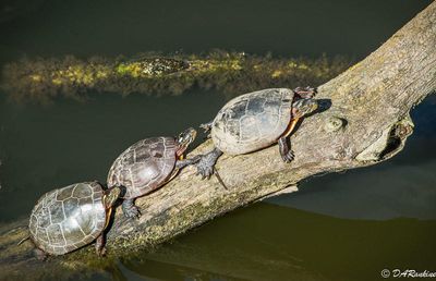 Turtles Sunning 