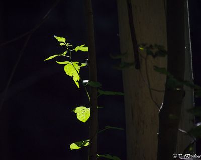 g13/01/709301/3/173971663.d8e017df.JPEG