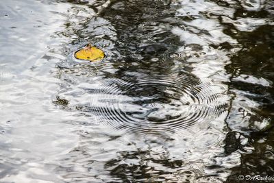 Beech Leaf and Water Skipper's Ripples