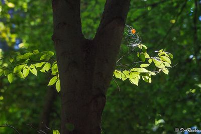 Sunlight on leaves