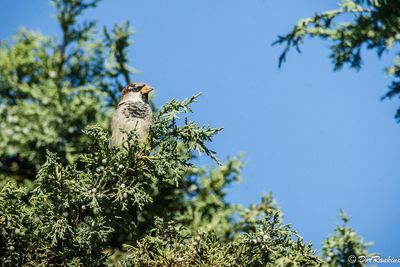 House Sparrows in My Neighbourhood