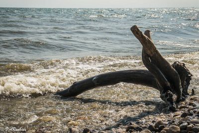 Driftwood on the Shore I